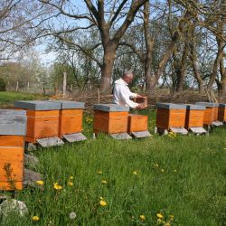 EDEKA Susanne Krüger e.K. in Binz OT Prora - Albrecht Honig Imkerei